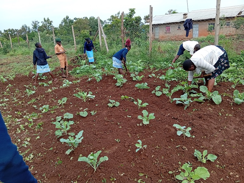 farm 17