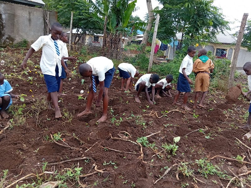farm 5
