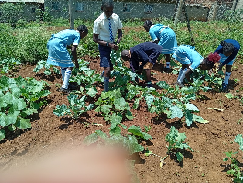 farm 20